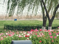 -合肥滨湖国家森林公园