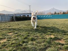 -趣玩宠物乐园寄养训犬训狗游泳池