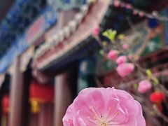 -天津妈祖文化园