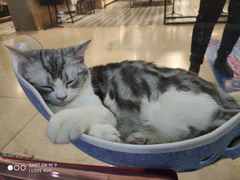 起司猫-糯米喵星人·撸猫猫舍咖啡馆(西市场嘉华店)