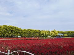-广东花都香草世界旅游度假区