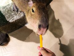 -萌宠奇缘