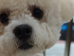 -艾贝尔宠物医院·24H转诊中心·肿瘤猫专科(江宁双龙店)