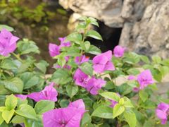-双季花艺园艺市场(浦东店)