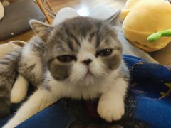 -滚猫咖啡·猫咖·猫友好撸猫(未来城店)
