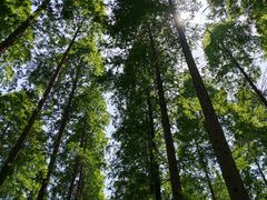 -黄海国家森林公园