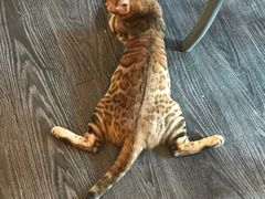 -吉丁鸟咖·异宠·寄养