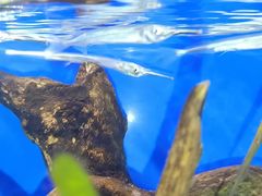 -上海海洋水族馆