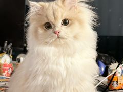 -lincat·猫舍(广州店)