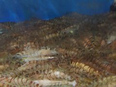 -四海蒸鲜蒸汽海鲜自助(北戴河店)