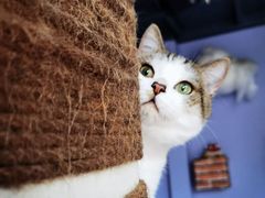 -喵屿·大理花园猫咖