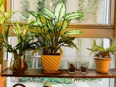 -六月花园咖啡馆(中关村东路店)