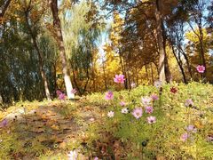 -大兴滨河森林公园