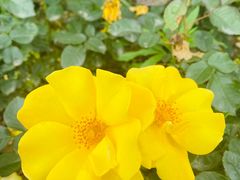 -桤木河湿地公园