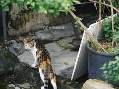 -三溪村