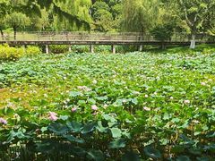 -沐仙湖湿地公园