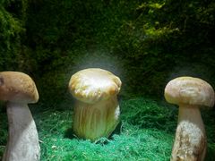 -芸山季·云南山珍菌火锅(宝能环球汇店)