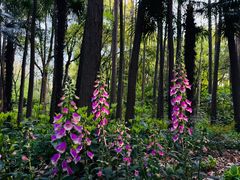 -上海共青森林公园