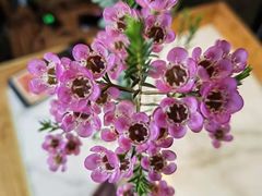 -小吊梨汤·北京菜·烤鸭(双井乐成中心店)