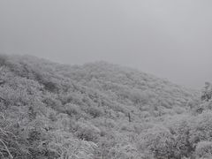 -牛背梁国家森林公园
