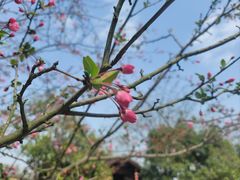 -鹅湖玫瑰文化园