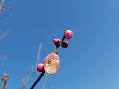 -香雪海