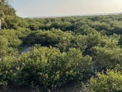 -北海金海湾红树林生态旅游区