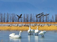 -野鸭湖国家湿地公园