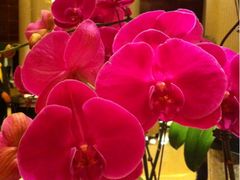 -AdD全日制餐厅(中谷花园酒店)