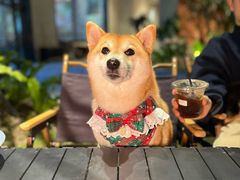 -J Create城市露营咖啡·简餐·宠物(上海动物园店)