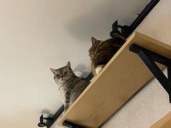 -隅cafe(傅厚岗店)