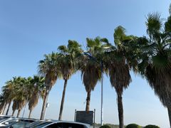 -大湾区中央湿地公园-十九涌