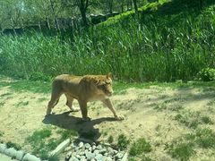 -北京野生动物园