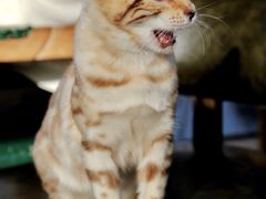 -猫小院猫主题餐厅(南锣旗舰店)