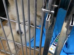 -康旭宠物医院(郑州总院)