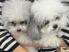 -利又安动物医院··老年病·猫科犬科·中兽医