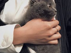 -喵zoo家庭繁育猫舍(尖东智能花园店)