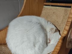 -豆逗聊愈猫阁Easy Life