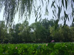 -莲湖公园
