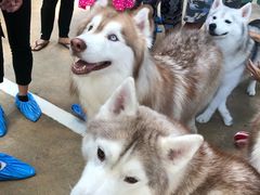 -TrueLove @ Neverland (Husky Cafe)