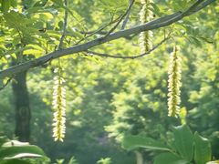 -贡湖湾湿地公园