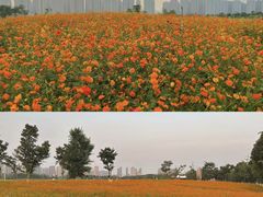 -洋湖国家湿地公园