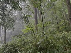 -牛背梁国家森林公园