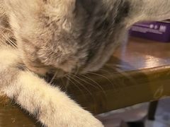 -猫猫幼稚园·撸猫·桌游·电玩