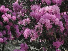 -名花谷生态庄园