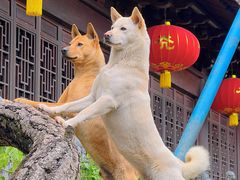 -龙华素斋(龙华路店)