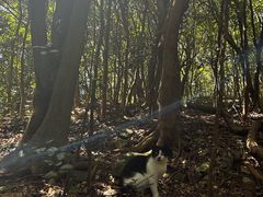 -普陀山慧济禅寺