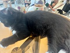 -共舞时光猫咖·狗咖(新街口店)