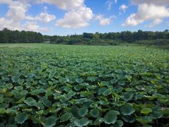 -上海海湾国家森林公园