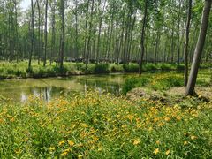 -合肥滨湖国家森林公园